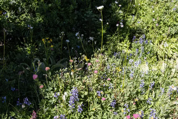 Hermoso Campo Con Flores Colores Florecientes —  Fotos de Stock