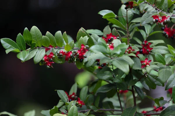 Hojas Verdes Densas Flor Roja Arbusto Con Lente Macro Hong — Foto de Stock