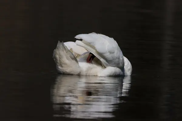 Elegantní Němá Labuť Cygnus Olor Vodě — Stock fotografie