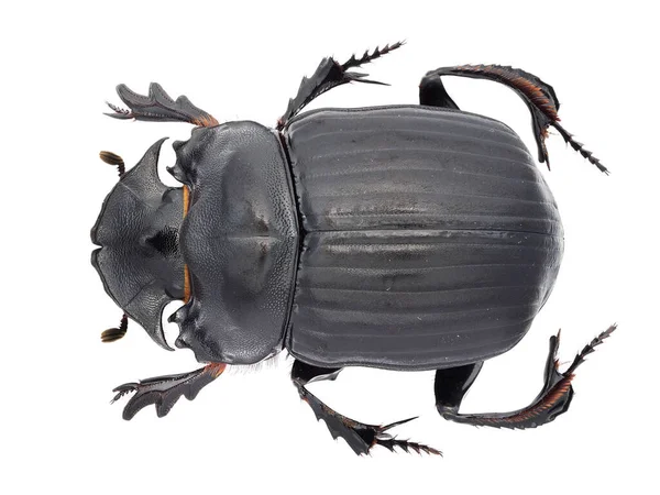 Insektsamling Dyngbaggar Scarabaeinae Prov Isolerad Vit Bakgrund Fotoed Makro Lins — Stockfoto