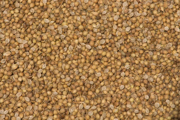 Portrait Coriander Seeds Seeds Have Been Allowed Dry Sun — Stock Photo, Image