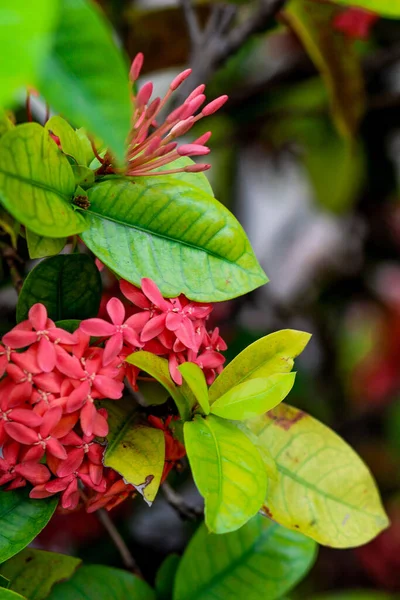 Eine Vertikale Aufnahme Blühender Saraca Asoca Blumen — Stockfoto