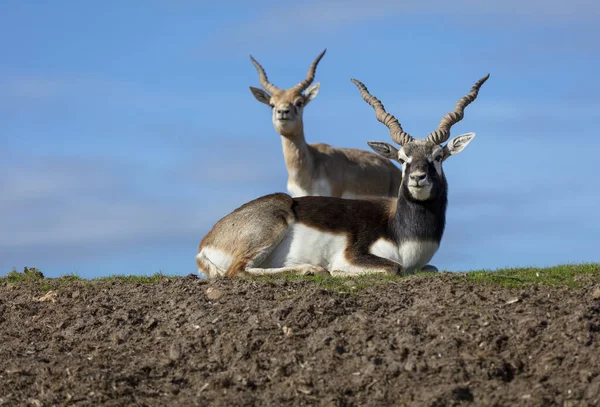 Two Thomson Gazelle Taking Rest While Posing Camera — Stock Photo, Image