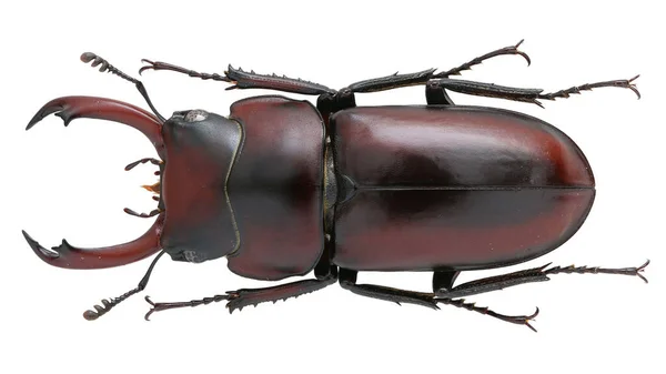 用宏透镜从白色背景中分离的甲虫昆虫标本昆虫标本的昆虫采集 — 图库照片