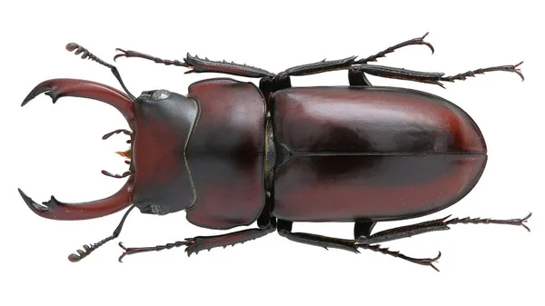 Insect Collection Stag Beetle Specimen Isolated White Background Photoed Macro — Stock Photo, Image