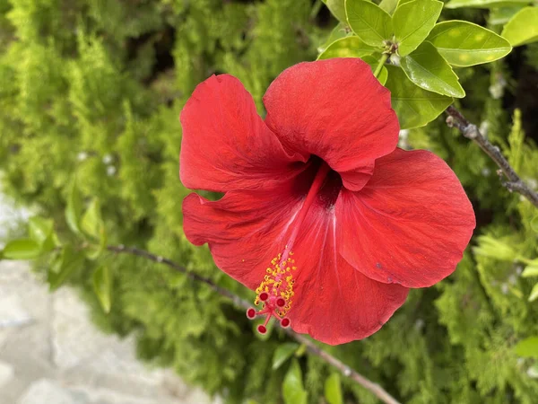 Primer Plano Una Hermosa Flor Hibisco Rojo Jardín Día Soleado — Foto de Stock