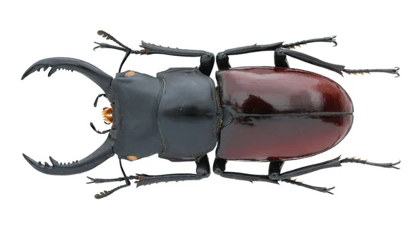 Böcek Koleksiyonu Beyaz Arka Planda Izole Edilmiş Makro Lens Tarafından — Stok fotoğraf