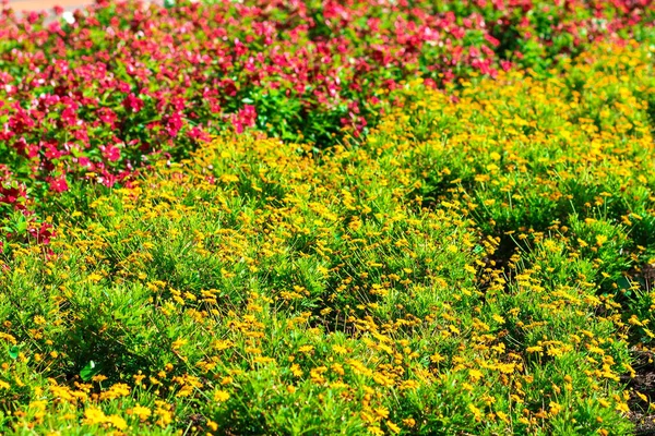 Enfoque Selectivo Flores Amarillas Bajo Luz Del Sol — Foto de Stock