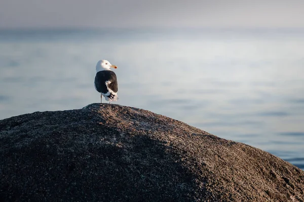 Eine Möwe Sitzt Auf Einem Strandfelsen Und Betrachtet Den Sonnenaufgang — Stockfoto