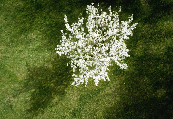 Bellissimo Albero Bianco Fiorito Campo Una Giornata Sole — Foto Stock