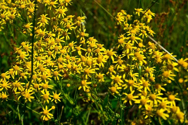 Amarelo Brilhante Flores Silvestres Sob Raios Sol — Fotografia de Stock