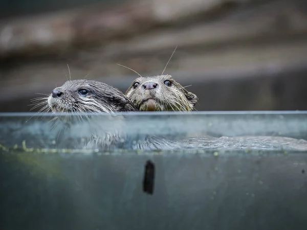 Ein Otterpaar Safari Und Abenteuerpark Von Cebu — Stockfoto