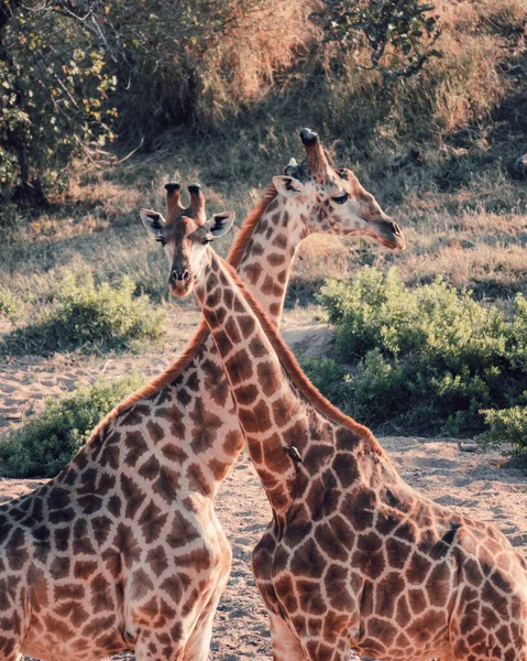 Colpo Verticale Due Giraffe Campo — Foto Stock