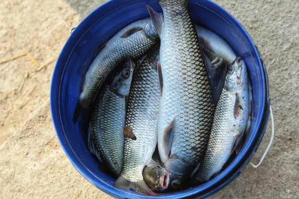 Gros Plan Poisson Pris Dans Seau Bleu Sur Sol — Photo