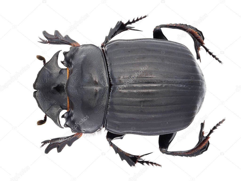 Insect collection of  dung beetles (Scarabaeinae) specimen isolated on white background photoed by macro lens