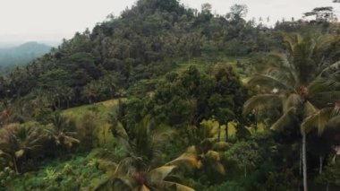Bali, Endonezya 'daki pirinç tarlalarının havadan çekilmiş bir fotoğrafı.