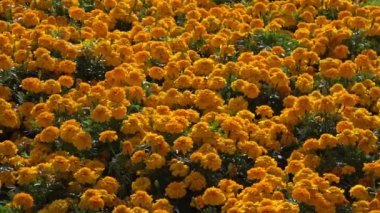 Oslo 'daki Wogende Blumenwiese Öğrenci Hareketi