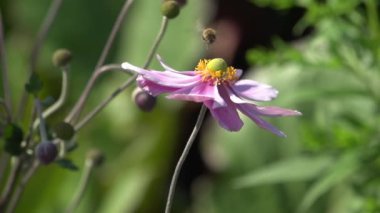 Biene bestaeubt lila Blume in Slo Motion