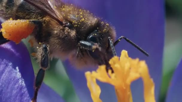 Canlı Bir Çiçekte Döllenen Bir Arı — Stok video