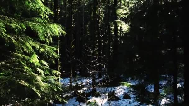 Horní Pohled Řeku Lese — Stock video