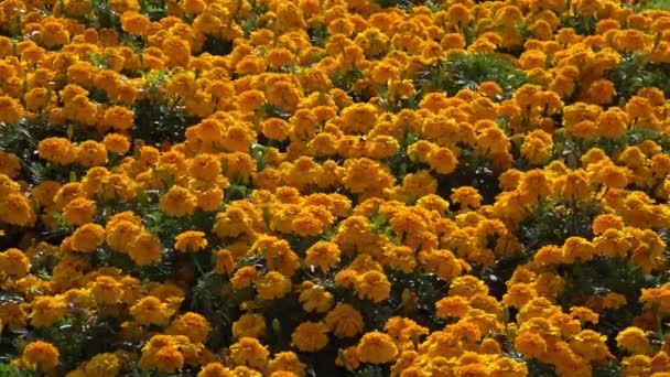 Wogende Blumenwiese Studentenblumen Oslo Slo Motion — Vídeo de stock