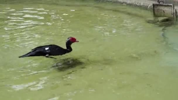 Pato Negro Bañándose Refrescándose Estanque Agua Cristalina — Vídeo de stock