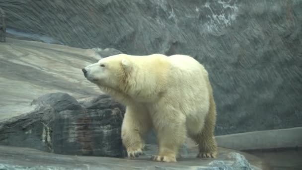 Widok Bliska Białego Niedźwiedzia Rozglądającego Się Klifach — Wideo stockowe