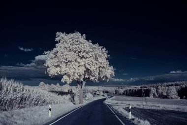 Gökyüzünün altındaki karlı ağaçlarla dolu bir manzara.