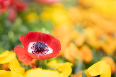 Japonya 'daki Hachioji İstasyonu' nda haşhaş şakayığına (Anemone coronaria) yakın çekim