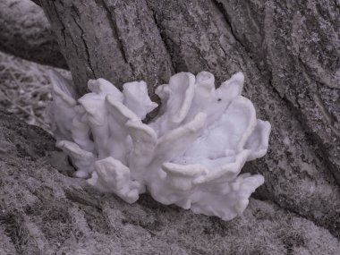 Yağmurdan sonra beyaz ağaç mantarlarına yakın çekim