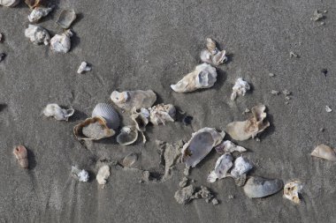 Kumsaldaki deniz kabukları.
