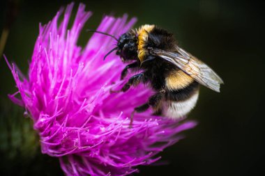 Arı mor çiçekten nektar topluyor