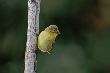 Sarı Atlantik Kanarya Kuşu 'nun yakın plan görüntüsü bulanık yeşil arka planda oturuyor.