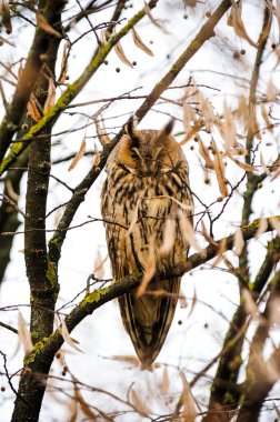 Daldaki güzel uzun kulaklı baykuşun yakın çekimi