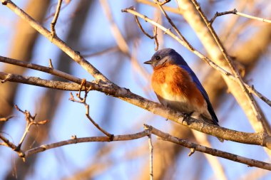 Doğu mavi kuşunun (Sialia sialis) yakın çekimi, küçük Kuzey Amerika göçmen ardıç kuşu