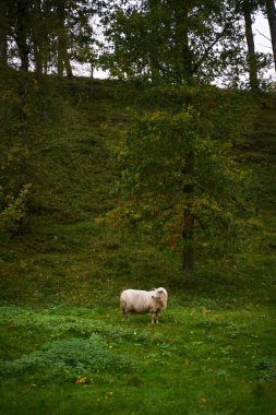 Yeşillik bir ormanda beyaz bir koyunun dikey görüntüsü.