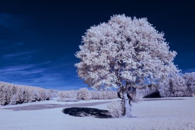 Kışın, mavi gökyüzünün altında çimen ve buzla kaplı ağaçlarla kaplı güzel karlı bölge manzarası.