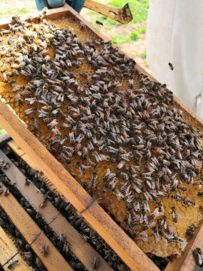 Bal peteği çerçevesinde sürünen arılar
