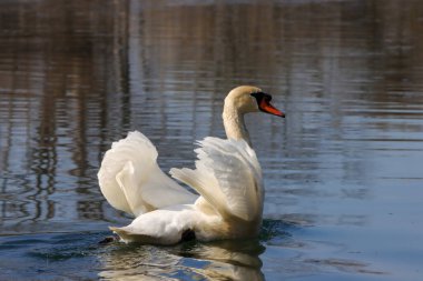 Gölde yüzen beyaz bir kuğunun yakın plan fotoğrafı.