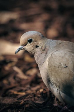 Güzel yas güvercininin seçici odak noktası (zenaida makrora)