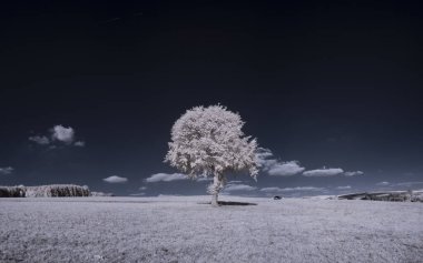 Gökyüzünün altındaki karlı ağaçlarla dolu bir manzara.