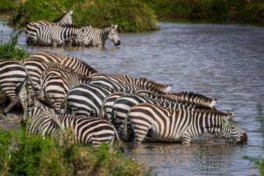 Bir grup zebra Tanzanya, Afrika 'daki bir nehirden su içiyor.