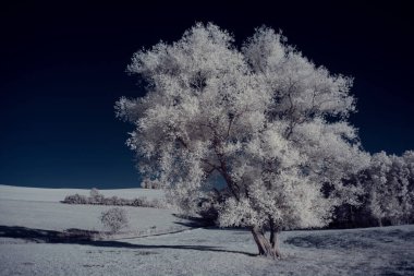 Gökyüzünün altındaki karlı ağaçlarla dolu bir manzara.