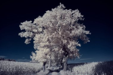 Gökyüzünün altındaki karlı ağaçlarla dolu bir manzara.