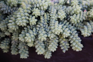 Çitin üzerinden dökülen dokulu, sulu bir bitki.