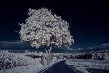Gökyüzünün altındaki karlı ağaçlarla dolu bir manzara.