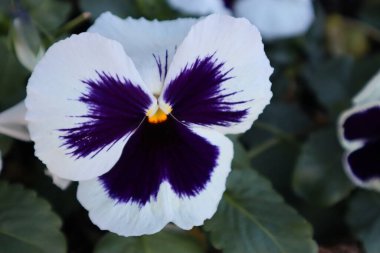 Bahçede çiçek açan hanım evlatlarının seçici odağı.