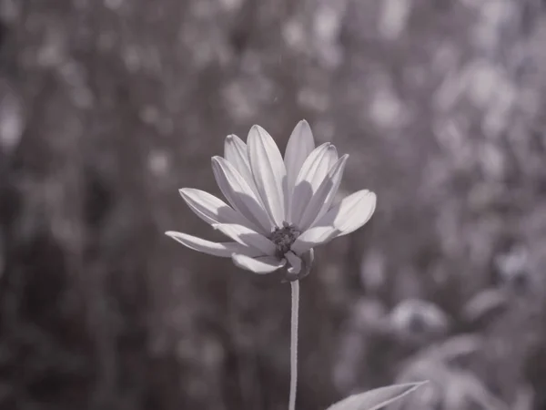 Makroaufnahme Einer Zarten Blume Vor Dem Verschwommenen Hintergrund — Stockfoto
