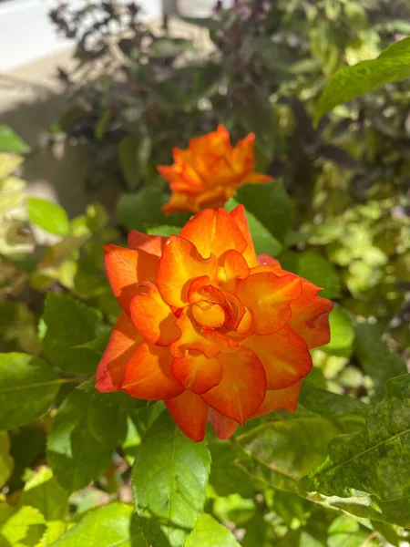 Close Vertical Uma Laranja Floribunda Rose Jardim — Fotografia de Stock