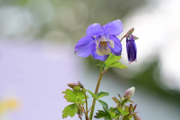 Detailní Záběr Květinu Columbine Aquilegia Rozmazaném Pozadí Zahrady — Stock fotografie